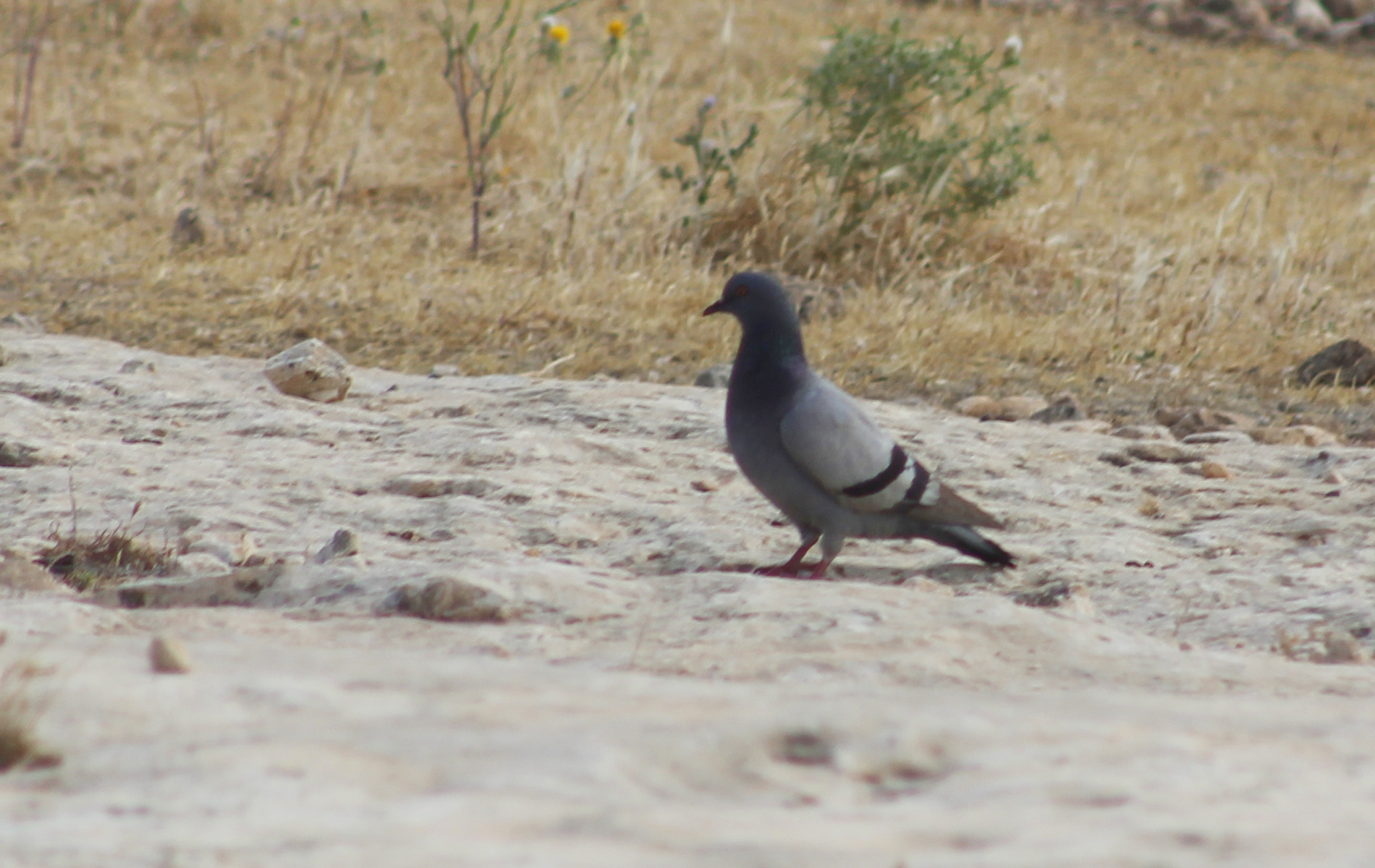 Rock Pigeon